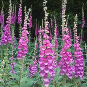 Purple Foxglove Live Plant – 3in Pot – Digitalis Purpurea – Outdoor Flower - Image 1
