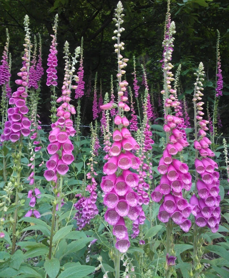 Purple Foxglove Live Plant – 3in Pot – Digitalis Purpurea – Outdoor Flower - Image 1