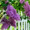 Purple Lilac Live Plant – 1 Gallon Pot – Outdoor Shrub - Image 1