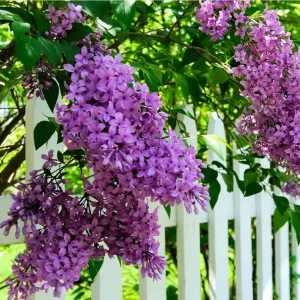 Purple Lilac Live Plant – 1 Gallon Pot – Outdoor Shrub - Image 1