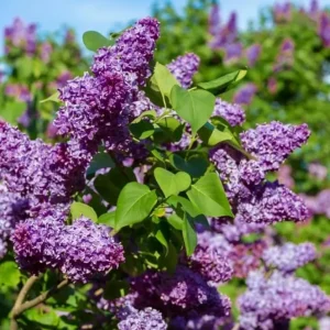 Purple Lilac Live Plant – Fragrant Bush – 4 inch Pot – Outdoor Shrub - Image 2