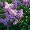 Purple Lilac Live Plant – Fragrant Bush – 4 inch Pot – Outdoor Shrub - Image 1