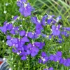 Purple Lobelia Live Plant – 3 inch Pot – Vibrant Flowers – Outdoor - Image 1