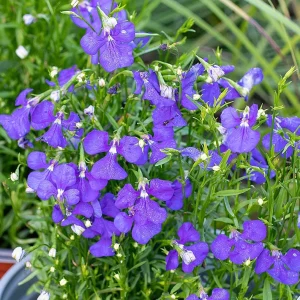 Purple Lobelia Live Plant – 3 inch Pot – Vibrant Flowers – Outdoor - Image 1