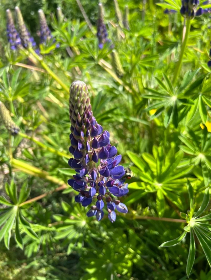 Purple Wild Lupine Live Plant – 3" Pot – Outdoor Flower - Image 2