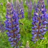 Purple Wild Lupine Live Plant – 3" Pot – Outdoor Flower - Image 1