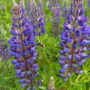 Purple Wild Lupine Live Plant – 3" Pot – Outdoor Flower - Image 1
