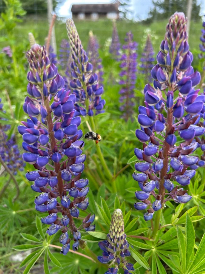 Purple Wild Lupine Live Plant – 3" Pot – Outdoor Flower - Image 1
