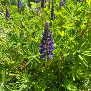 Purple Wild Lupine Live Plant – 4