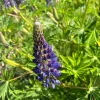 Purple Wild Lupine Live Plant – 4" Pot – Outdoor Perennial Flower - Image 1
