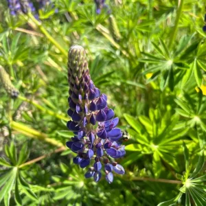 Purple Wild Lupine Live Plant – 4" Pot – Outdoor Perennial Flower - Image 1