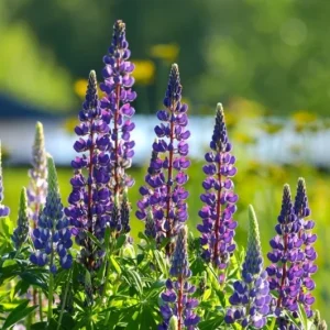 Purple Wild Lupine Live Plant – 5 inch Pot – Outdoor Perennial Flower - Image 3