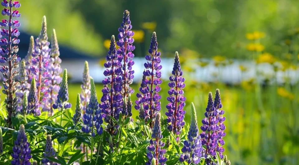 Purple Wild Lupine Live Plant – 5 inch Pot – Outdoor Perennial Flower - Image 3