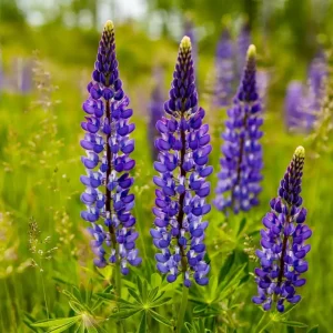 Purple Wild Lupine Live Plant – 5 inch Pot – Outdoor Perennial Flower - Image 1