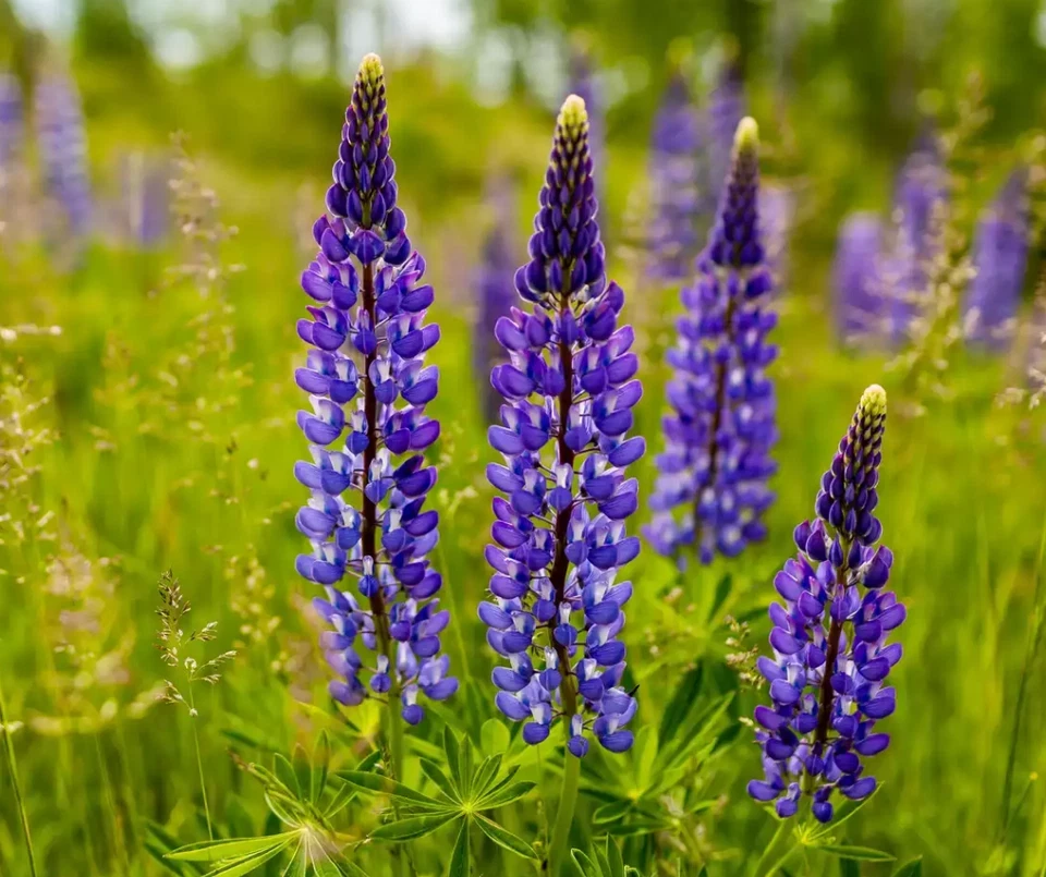 Purple Wild Lupine Live Plant – 5 inch Pot – Outdoor Perennial Flower - Image 1