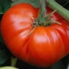 Red Beefsteak Tomato Live Plants - 5-8 inch Tall Seedlings, Indeterminate, Outdoor - Image 1