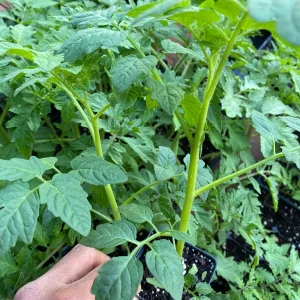 Red Beefsteak Tomato Live Plants - 5-8 inch Tall Seedlings, Indeterminate, Outdoor - Image 2