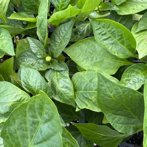 Red Bell Pepper Live Plant 2-Pack – 12-15” Tall Fruiting Seedlings for Outdoor Garden - Image 2