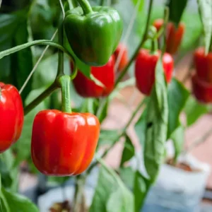 Red Bell Pepper Live Plant Seedlings - 3-Pack, 7-11 Inches Tall - Outdoor Garden - Image 1
