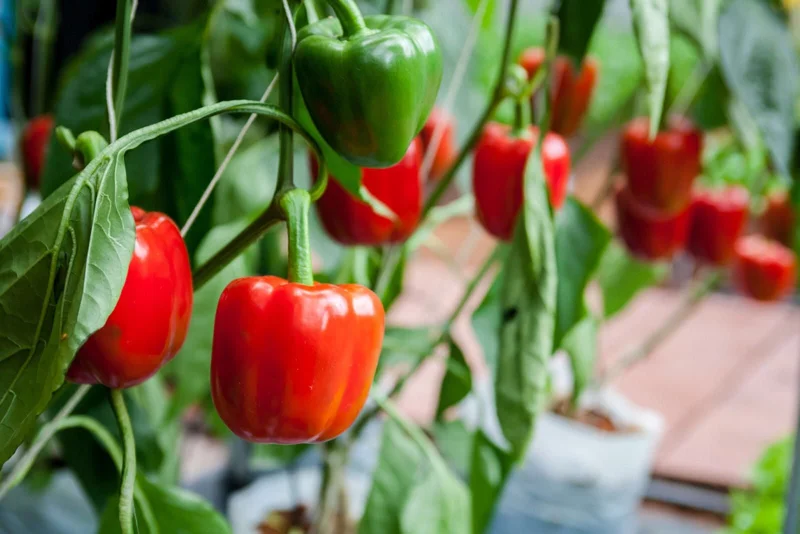Red Bell Pepper Live Plant Seedlings - 3-Pack, 7-11 Inches Tall - Outdoor Garden - Image 1