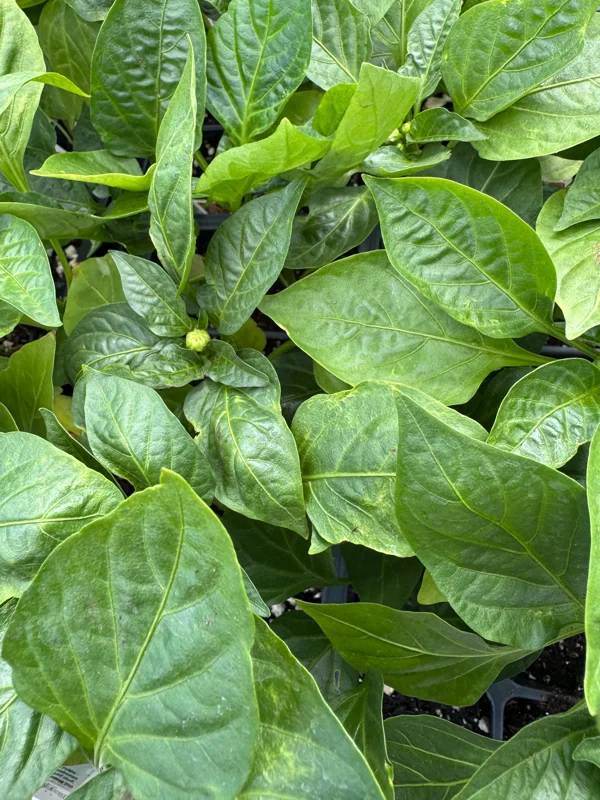 Red Bell Pepper Live Plant Seedlings - 3-Pack, 7-11 Inches Tall - Outdoor Garden - Image 2