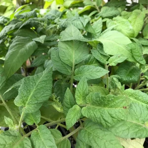 Red Brandywine Heirloom Tomato Live Plant Seedlings - 3 Pack, 4-8 inches, Outdoor - Image 2
