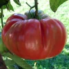 Red Brandywine Heirloom Tomato Live Plant Seedlings - 3 Pack, 4-8 inches, Outdoor - Image 1