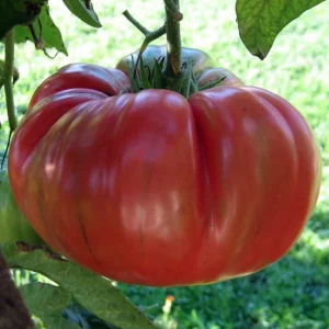 Red Brandywine Heirloom Tomato Live Plant Seedlings - 3 Pack, 4-8 inches, Outdoor - Image 1