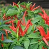 Red Chili Pepper Live Plants (3-Pack) - 6-10 inch Spicy Garden Seedlings - Image 1