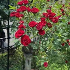 Red Climbing Roses Live Plant – 3 inch Pot, Outdoor Flowering Bush - Image 2