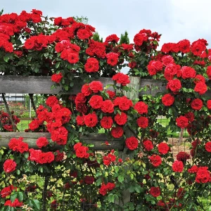Red Climbing Roses Live Plant – 3 inch Pot, Outdoor Flowering Bush - Image 1