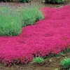 Red Creeping Thyme Live Plant - Thymus serpyllum 'Coccineus' Ground Cover Seedlings, Outdoor - Image 1