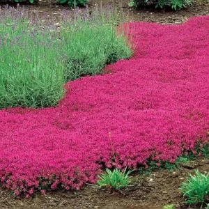 Red Creeping Thyme Live Plant - Thymus serpyllum 'Coccineus' Ground Cover Seedlings, Outdoor - Image 1