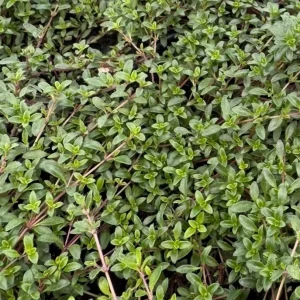 Red Creeping Thyme Live Plant - Thymus serpyllum 'Coccineus' Ground Cover Seedlings, Outdoor - Image 2