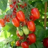 Red Grape Tomato Live Plant Seedlings - 2-Pack, 8-10 inch Indeterminate Outdoor - Image 1