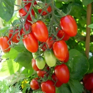 Red Grape Tomato Live Plant Seedlings - 2-Pack, 8-10 inch Indeterminate Outdoor - Image 1