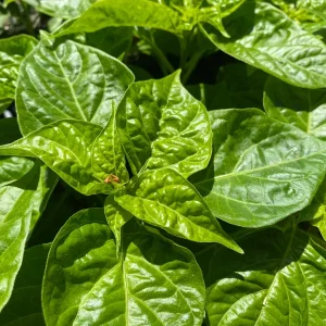 Red Habanero Live Plant - 2 Pack, 10-14 inch Hot Pepper Seedlings - Image 2