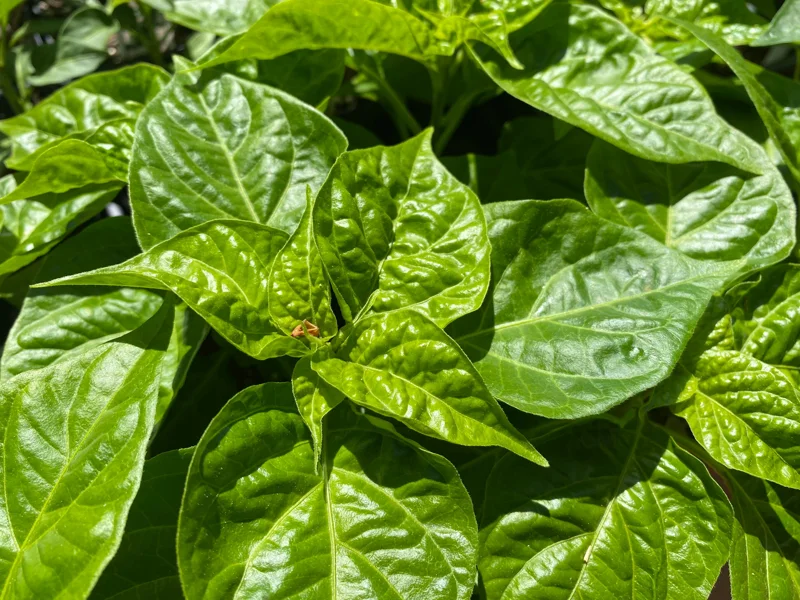 Red Habanero Live Plant - 2 Pack, 10-14 inch Hot Pepper Seedlings - Image 2