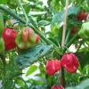 Red Habanero Live Plant - 2 Pack, 10-14 inch Hot Pepper Seedlings - Image 1