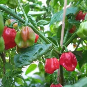 Red Habanero Live Plant - 2 Pack, 10-14 inch Hot Pepper Seedlings - Image 1