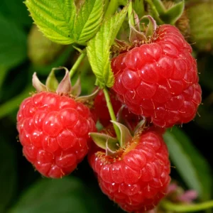 Red Raspberry Live Plant 4 inch Pot - Fruiting Shrub for Gardens - Image 2