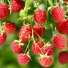 Red Raspberry Live Plant 4 inch Pot - Fruiting Shrub for Gardens - Image 1