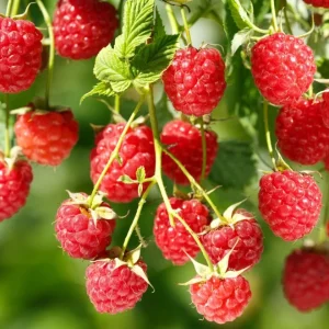 Red Raspberry Live Plant 4 inch Pot - Fruiting Shrub for Gardens - Image 1