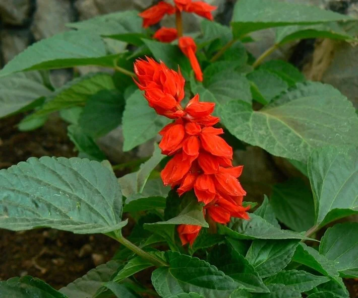 Red Salvia Live Plants - Scarlet Sage Flowers, 3-Pack, 5-7" Tall, Outdoor - Image 1