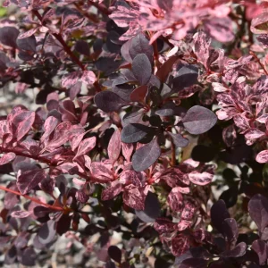 Rose Glow Barberry Live Plant – 3
