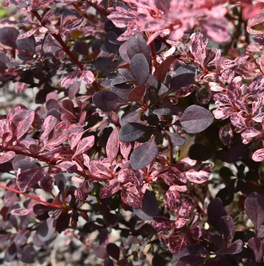 Rose Glow Barberry Live Plant – 3" Pot – Outdoor Shrub – Berberis thunbergii - Image 2