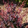 Rose Glow Barberry Live Plant – 3" Pot – Outdoor Shrub – Berberis thunbergii - Image 1
