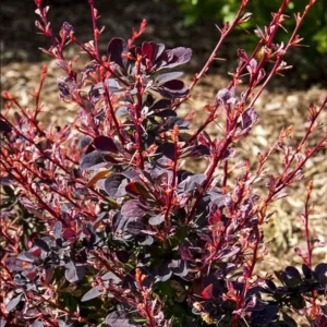 Rose Glow Barberry Live Plant – 3