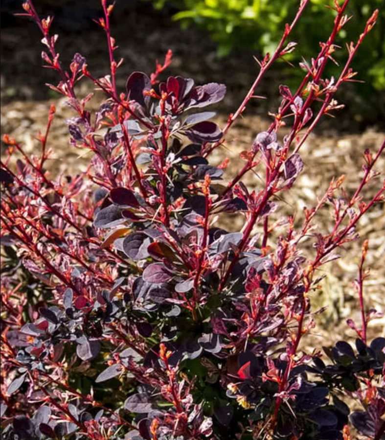 Rose Glow Barberry Live Plant – 3" Pot – Outdoor Shrub – Berberis thunbergii - Image 1