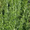 Rosemary 'Arp' Live Plant 5-7" Tall - Cold Hardy Herb Seedlings for Culinary & Garden Use - Image 1